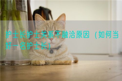 護士長護士關(guān)系不融洽原因（如何當好一名護士長）(圖1)